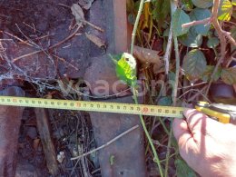 Online aukce:   PODKOPOVÁ LŽÍCE 80 CM NA CAT 313 - ZUBY