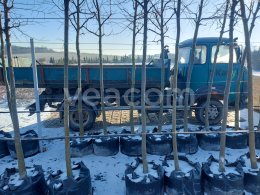Online aukce: AVIA  A75 N + KONTEJNEROVÁ VANA